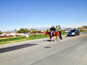 horse crossing road